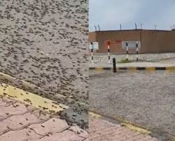 النمل يغزو عمان