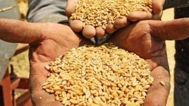 قمح ـ أرشيفية