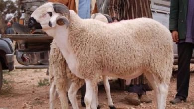 زبح الأضاحي