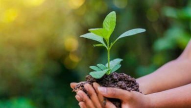 يوم البيئة العالمي