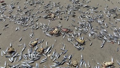 نفوق مئات الأطنان من الأسماك